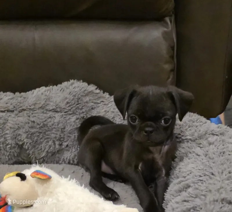 Sade – Pug puppy for sale in West Warwick, RI