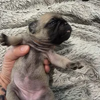 Adele, a female Pug for sale in West Warwick, RI – 6 of 9