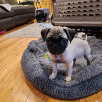 Daisy, a female Pug for sale in West Warwick, RI – Photo 5 of 10
