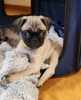 Daisy, a female Pug for sale in West Warwick, RI – Photo 1 of 10