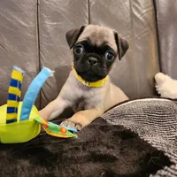 Daisy, a female Pug for sale in West Warwick, RI – Photo 8 of 10