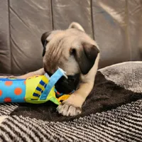 Daisy, a female Pug for sale in West Warwick, RI – Photo 7 of 10