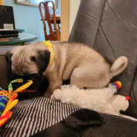 Daisy, a female Pug for sale in West Warwick, RI – Photo 9 of 10