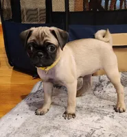 Daisy, a female Pug for sale in West Warwick, RI – Photo 2 of 10
