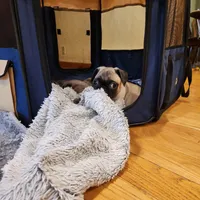 Daisy, a female Pug for sale in West Warwick, RI – Photo 3 of 10