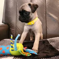 Daisy, a female Pug for sale in West Warwick, RI – Photo 6 of 10