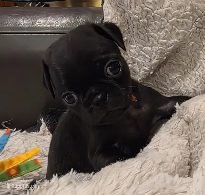 Miley – Pug puppy for sale in West Warwick, RI