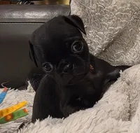 Miley, a female Pug for sale in West Warwick, RI – 1 of 9