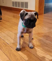Lily, a female Pug for sale in West Warwick, RI – Photo 3 of 10