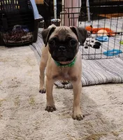 Lily, a female Pug for sale in West Warwick, RI – Photo 4 of 10