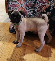 Lily, a female Pug for sale in West Warwick, RI – Photo 7 of 10