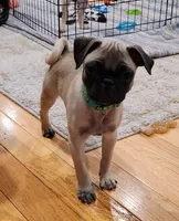 Lily, a female Pug for sale in West Warwick, RI – Photo 10 of 10