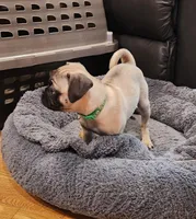 Lily, a female Pug for sale in West Warwick, RI – Photo 5 of 10