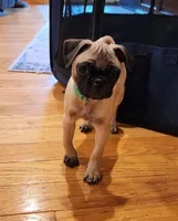 Lily, a female Pug for sale in West Warwick, RI – Photo 8 of 10