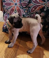 Lily, a female Pug for sale in West Warwick, RI – Photo 6 of 10