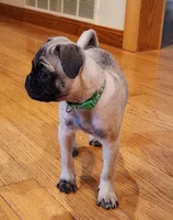 Lily, a female Pug for sale in West Warwick, RI – Photo 2 of 10
