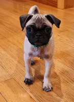 Lily, a female Pug for sale in West Warwick, RI – Photo 1 of 10