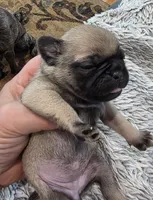 Adele, a female Pug for sale in West Warwick, RI – 5 of 9