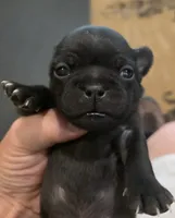 Sade, a female Pug for sale in West Warwick, RI – 7 of 9