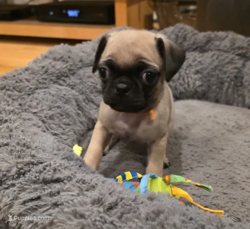 Adele – Pug puppy for sale in West Warwick, RI
