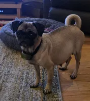 Adele, a female Pug for sale in West Warwick, RI – 7 of 9
