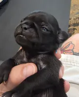 Jewel, a female Pug for sale in West Warwick, RI – 6 of 9