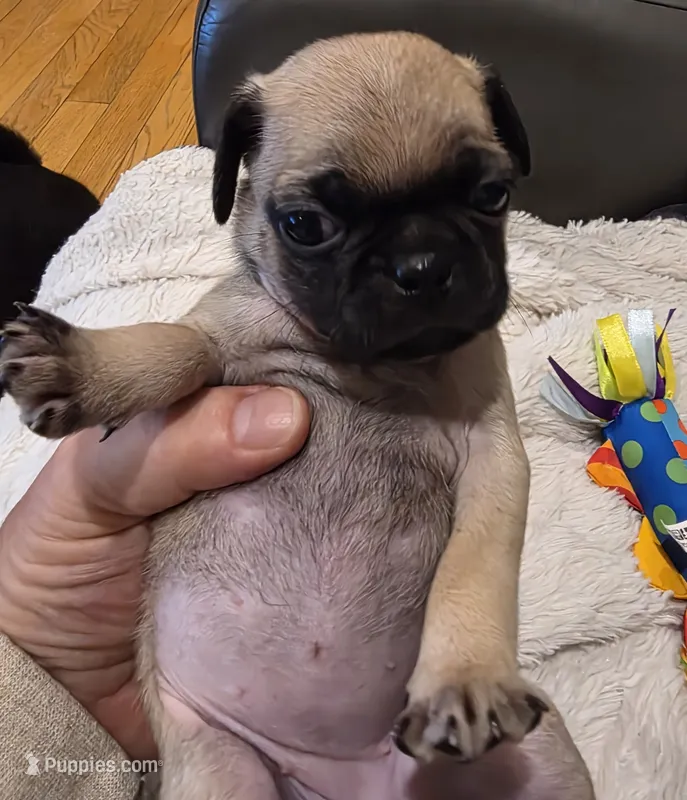 Adele – Pug puppy for sale in West Warwick, RI