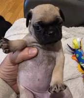 Adele, a female Pug for sale in West Warwick, RI – 1 of 9