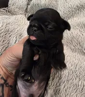 Marley, a male Pug for sale in West Warwick, RI – 4 of 8