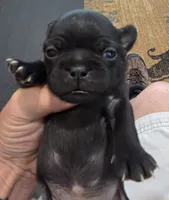 Sade, a female Pug for sale in West Warwick, RI – 6 of 9