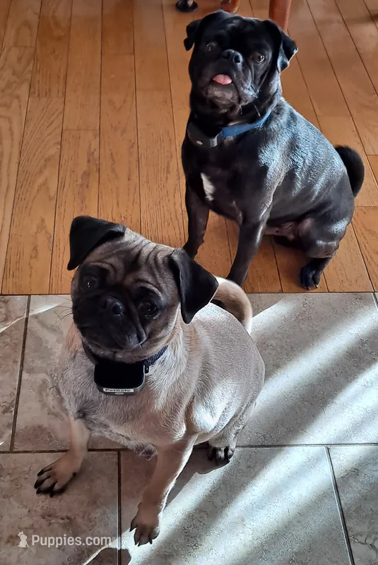 Miley – Pug puppy for sale in West Warwick, RI
