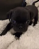Sade, a female Pug for sale in West Warwick, RI – 2 of 9