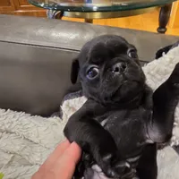 Marley, a male Pug for sale in West Warwick, RI – 2 of 8