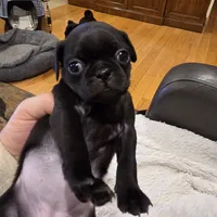 Miley, a female Pug for sale in West Warwick, RI – 2 of 9