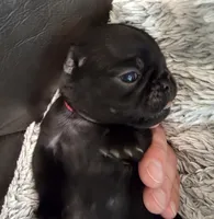 Dolly, a female Pug for sale in West Warwick, RI – 5 of 10