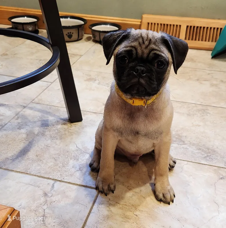 Romeo, a male Pug for sale in West Warwick, RI – Photo 1 of 10