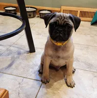 Romeo, a male Pug for sale in West Warwick, RI – Photo 1 of 10