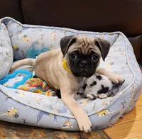 Romeo, a male Pug for sale in West Warwick, RI – Photo 5 of 10