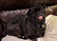 Romeo, a male Pug for sale in West Warwick, RI – Photo 10 of 10