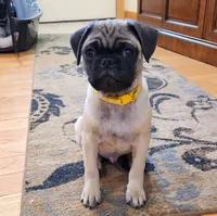 Romeo, a male Pug for sale in West Warwick, RI – Photo 6 of 10