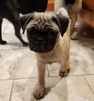 Romeo, a male Pug for sale in West Warwick, RI – Photo 3 of 10