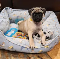 Romeo, a male Pug for sale in West Warwick, RI – Photo 7 of 10