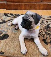 Romeo, a male Pug for sale in West Warwick, RI – Photo 4 of 10