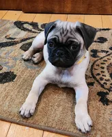 Romeo, a male Pug for sale in West Warwick, RI – Photo 2 of 10