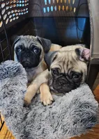 Romeo, a male Pug for sale in West Warwick, RI – Photo 8 of 10