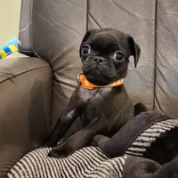 Poppy, a female Pug for sale in West Warwick, RI – Photo 2 of 9