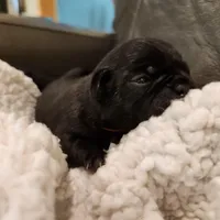 Poppy, a female Pug for sale in West Warwick, RI – Photo 5 of 9