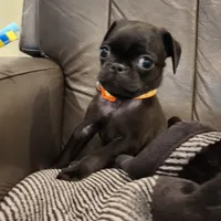 Poppy, a female Pug for sale in West Warwick, RI – Photo 4 of 9