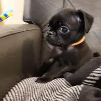 Poppy, a female Pug for sale in West Warwick, RI – Photo 3 of 9