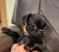 Poppy, a female Pug for sale in West Warwick, RI – Photo 1 of 9